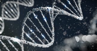 ADN représentation