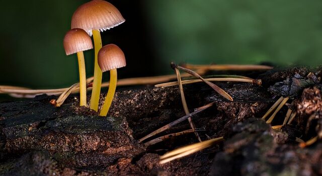 compléments alimentaires à base de champignons