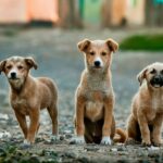 promenade chien