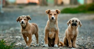 promenade chien