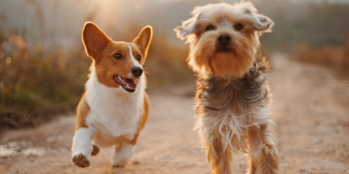 dents de votre chien