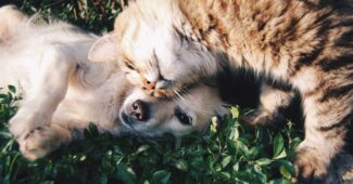 marquage urinaire chez les animaux de compagnie