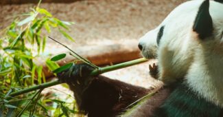 animaux en captivité