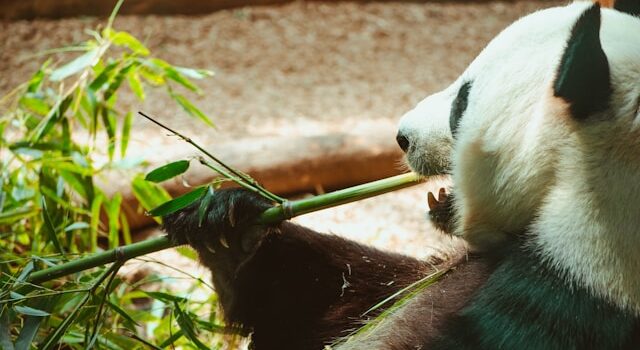 animaux en captivité