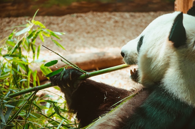 animaux en captivité