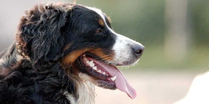 le chien idéal pour votre famille