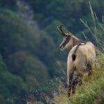 rôles des animaux dans l'équilibre des écosystèmes