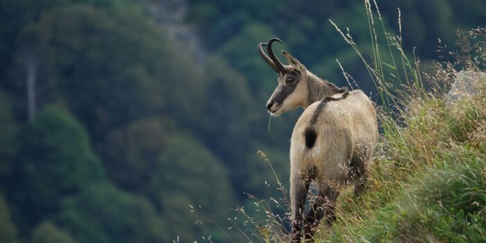 rôles des animaux dans l'équilibre des écosystèmes