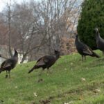 migration des oiseaux