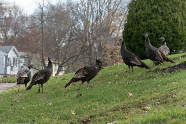 migration des oiseaux