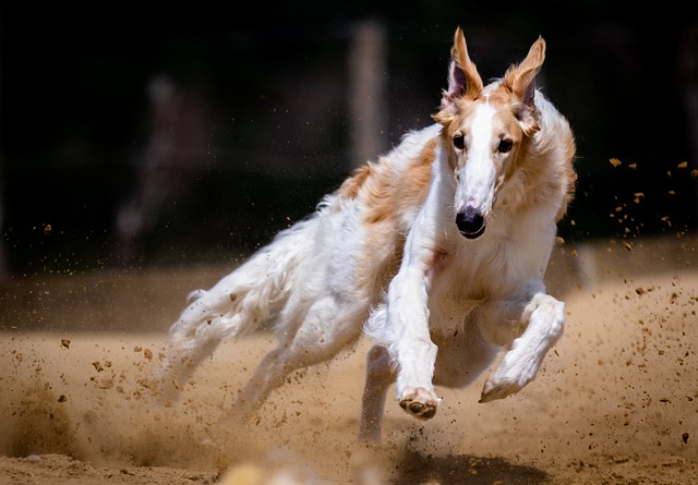 chiens de travail