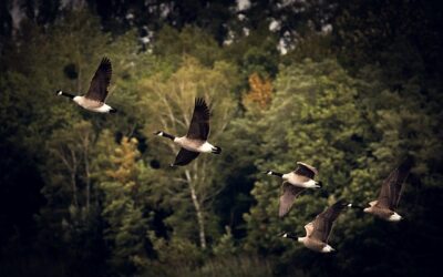 migrations animales