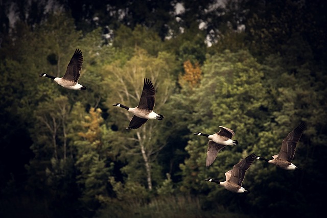 migrations animales