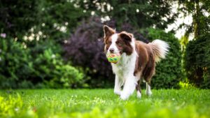 stimuler l'intelligence de votre chien