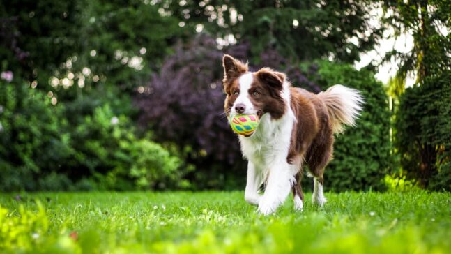 stimuler l'intelligence de votre chien